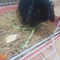 Coniglio ariete nano nero