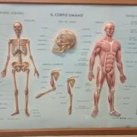 Tre Plastici Scientifici