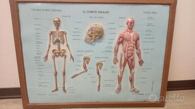 Tre Plastici Scientifici