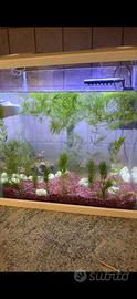 Pesce betta e acquario