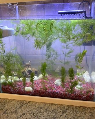 Pesce betta e acquario