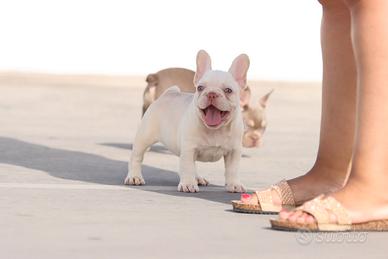Bulldog exotic