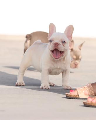 Bulldog exotic