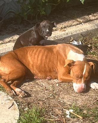 Cucciolo Pitbull