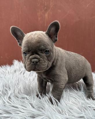 Bulldog francesi merle e blu