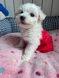 Maltesi