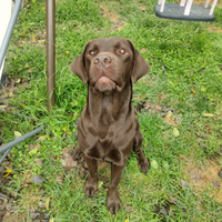 Cuccioli di labrador retriever cioccolato