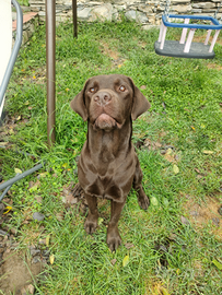 Cuccioli di labrador retriever cioccolato