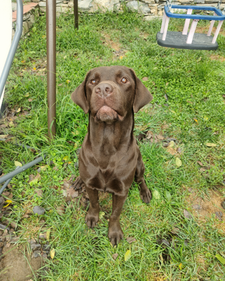 Cuccioli di labrador retriever cioccolato