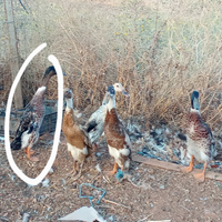 Maschio corritrice indiana