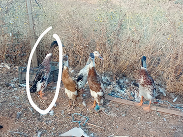 Maschio corritrice indiana