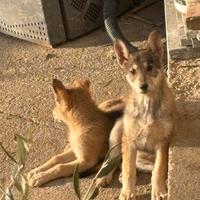 Cane Lupo Cecoslovacco