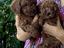 Immagine 1