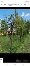 Terreno con frutteto per investimentoSOLO FEBBRAIO