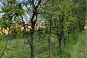 Terreno con frutteto per investimentoSOLO FEBBRAIO