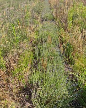 Piante di lavanda