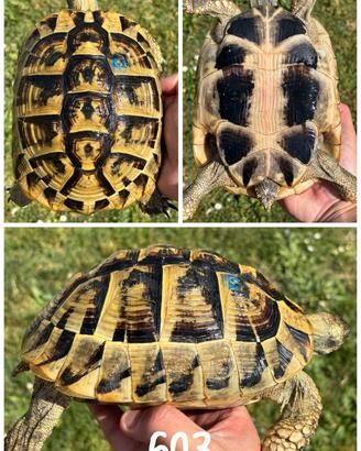 Femmina Riproduttiva Testudo hermanni boettgeri ta