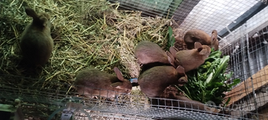 Conigli leprino viterbese in purezza