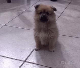 Spitz pomeriana