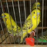 Pappagalli Cocoriti leggi tutto