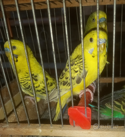 Pappagalli Cocoriti leggi tutto