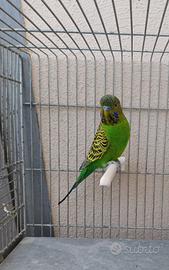 Ondulati faccia nera