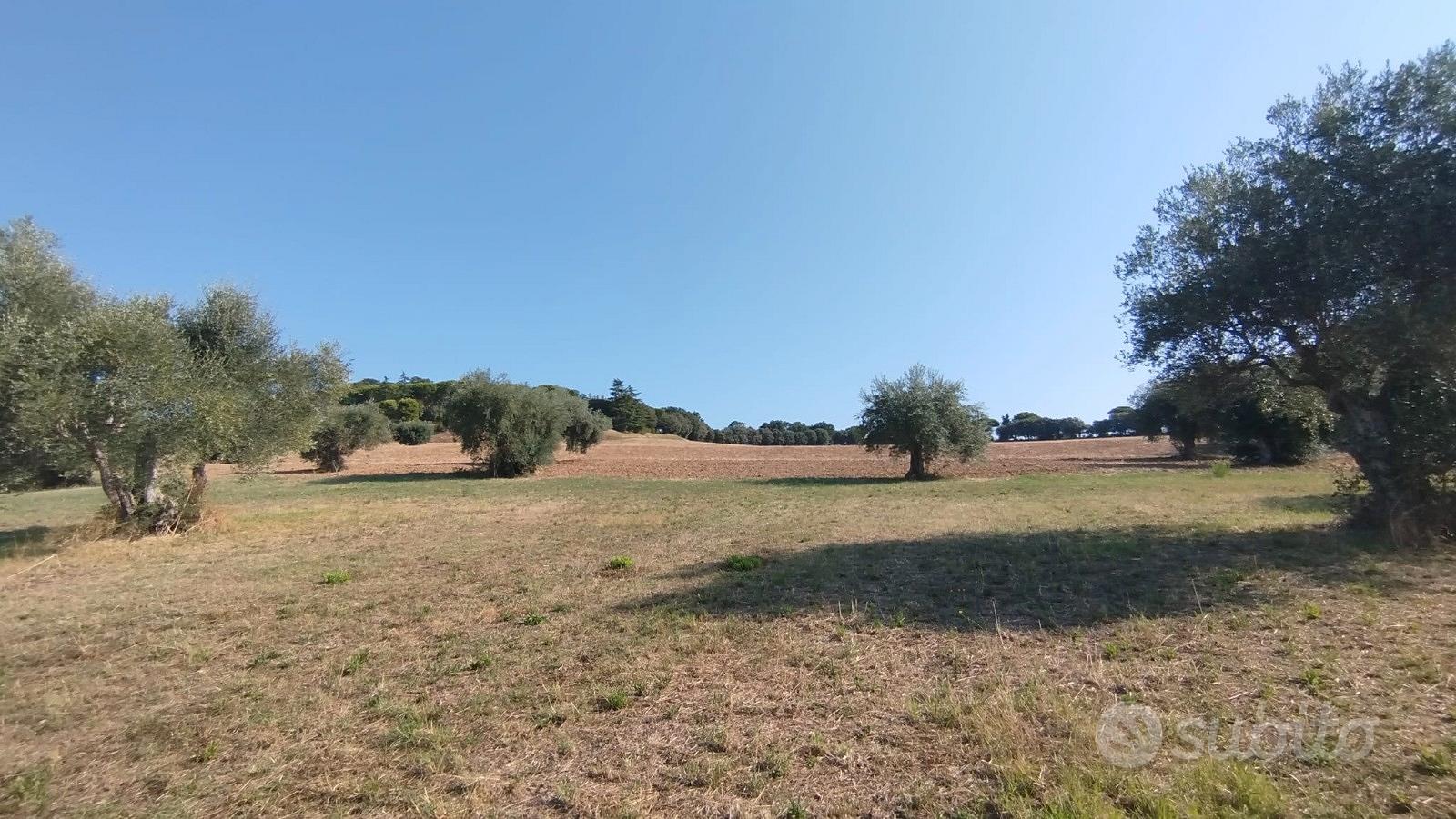 Panoramico con uliveto - Vista 4