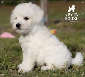 Barboncino bianco toy