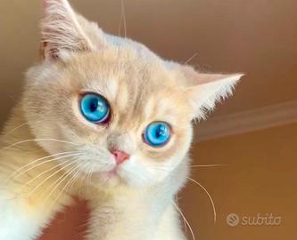 Gatto british