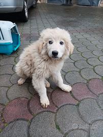 Cuccioli pastore maremmano