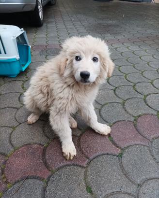 Cuccioli pastore maremmano