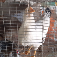 Polli sussex ermellinato