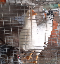 Polli sussex ermellinato