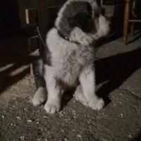 Pastore Asia centrale alabay