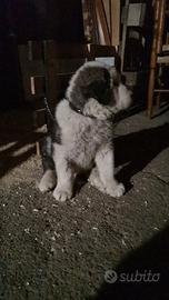 Pastore Asia centrale alabay