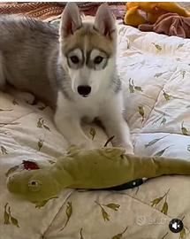 Cane in adozione