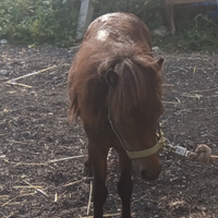 Mini pony