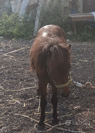 Mini pony