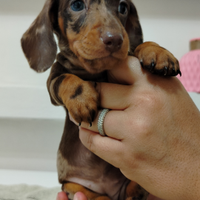 Cuccioli di bassotto