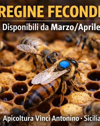 Api regine