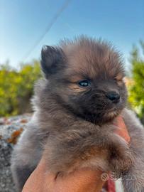 spitz cucciola 
