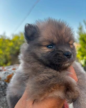 spitz cucciola 