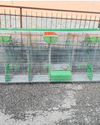 Gabbia fattrici conigli