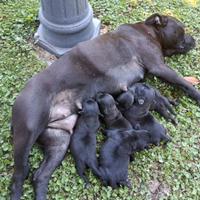 Cuccioli di Staffordshire bull terrier