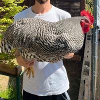 Riproduttori razza amrock