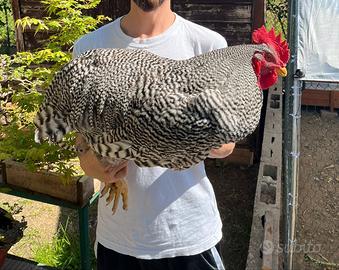 Riproduttori razza amrock