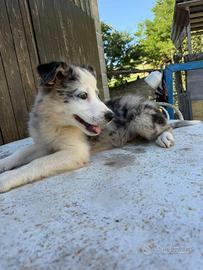 Border collie con pedegree