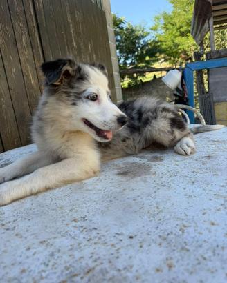Border collie con pedegree