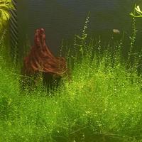 Muschio di java Acquario dolce cardinaio