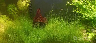 Muschio di java Acquario dolce cardinaio